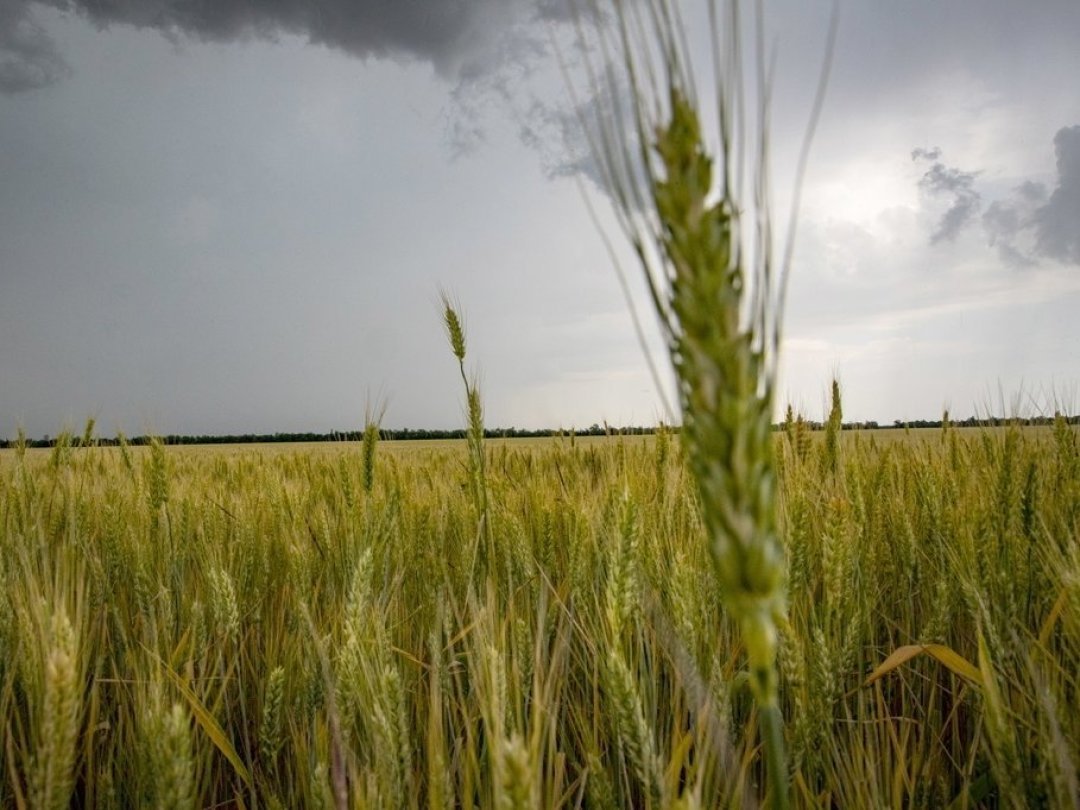 Les graines de blé font toujours partie des produits ukrainiens soumis aux droits de douane.