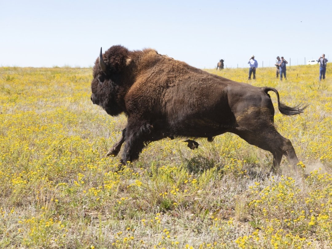 Les bisons peuvent courir trois fois plus vite que les humains. (illustration)