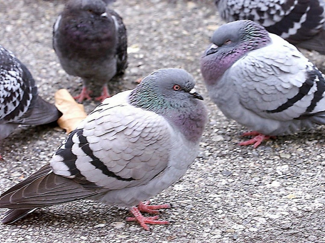 Délémont souhaite lutter contre la prolifération des pigeons qui créent des nuisances, selon elle.