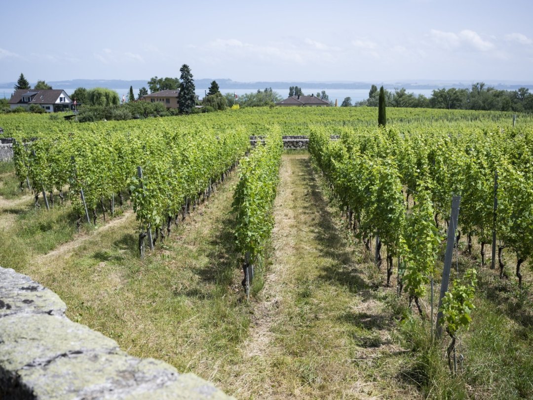 Le sol du vignoble (ici à Auvernier) s'assèche, mettant surtout en danger les jeunes vignes.