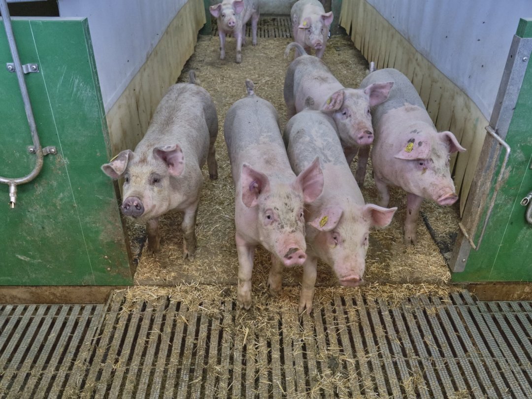 Le projet prévoyait d'accueillir un élevage de plus de 1600 porcs (image d'illustration).