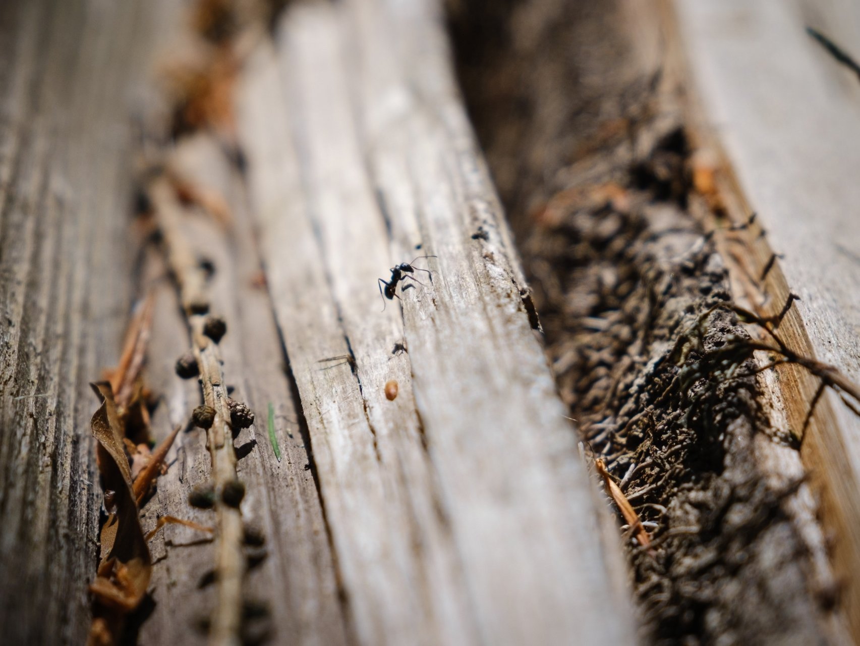 Les fourmis ont des liens particuliers avec les moucherons.