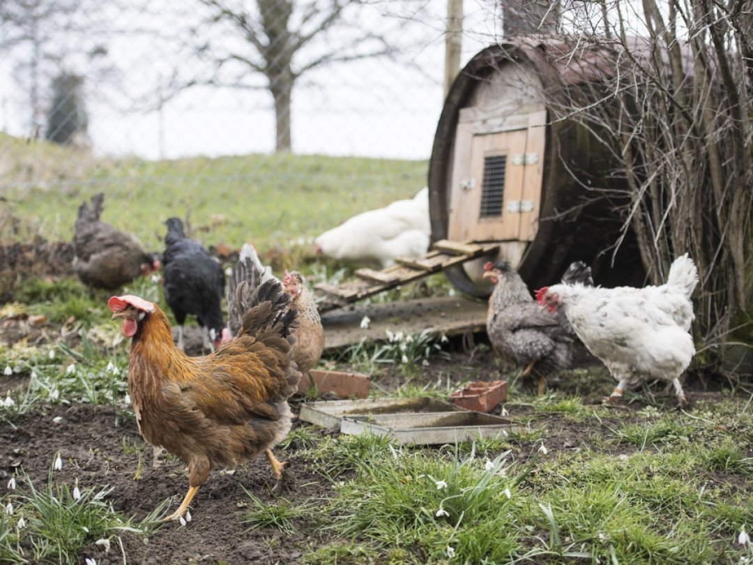 Plus de 70'000 ménages possèdent des poules, comme ici à Zurich chez un propriétaire d'oiseaux de la race Araucana.
