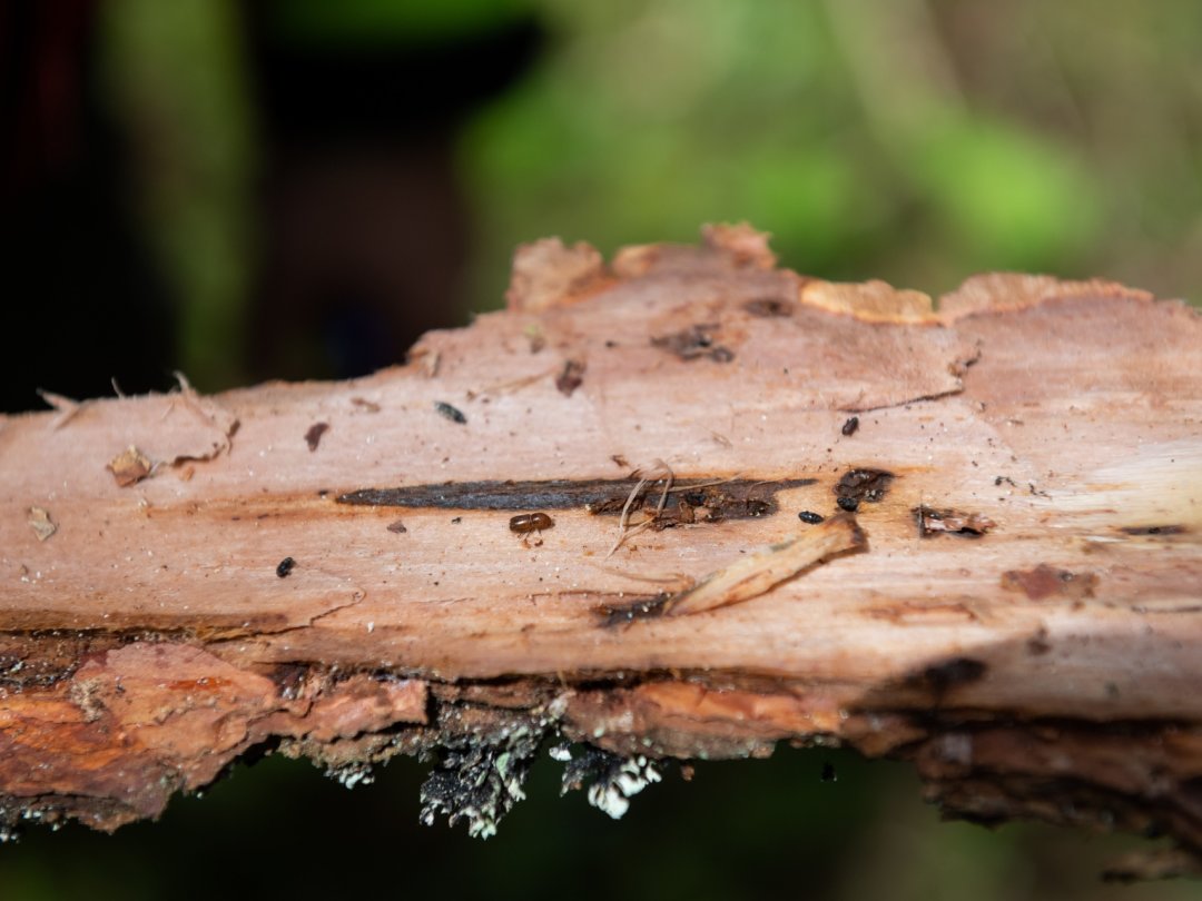 Des bostryches typographes - les coléoptères en cause - sous l'écorce d'un arbre aux Ponts-de-Martel, en 2021.