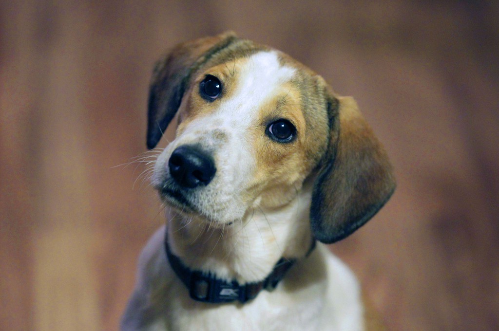 Les chiens de la race beagle avaient le poil tondu pour la plupart.