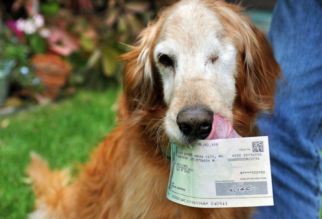 Sundance, the golden retriever known for eating five $100 bills, rejects the taste of the check his owner Wayne Klinkel  received, on Sept. 28, 2013,  near Helena, Mont. Klinkel,  who painstakingly gathered and reassembled parts of five $100 bills eaten by his golden retriever has been reimbursed by the U.S. Treasury for the "mutt-ilated" currency. He received a check on Monday, Oct. 1, 2013.  Sundance, a rescue from a Wyoming animal shelter, snacked on the cash left in the family vehicle while Klinkel and his wife ate at a restaurant.  Klinkel cleaned and carefully reassembled the bills, put them in plastic bags and sent them to the U.S. Treasury in April with an explanation. (AP Photo/The Independent Record, Eliza Wiley)