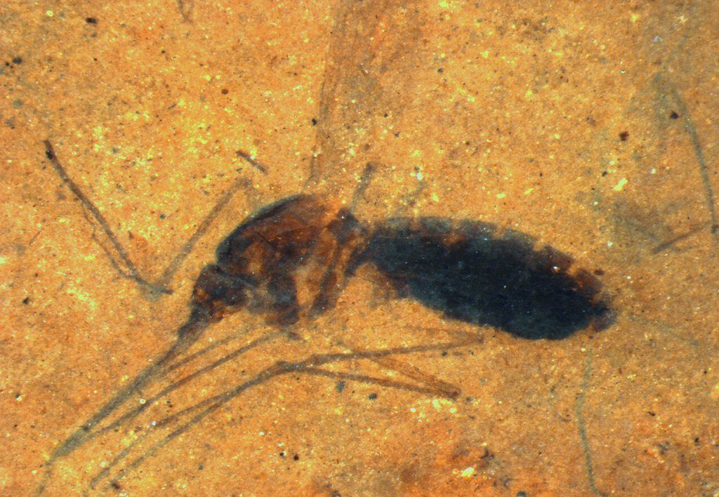 Le fossile du moustique contenant du sang a été trouvé dans la collection d'un entomologiste américain.