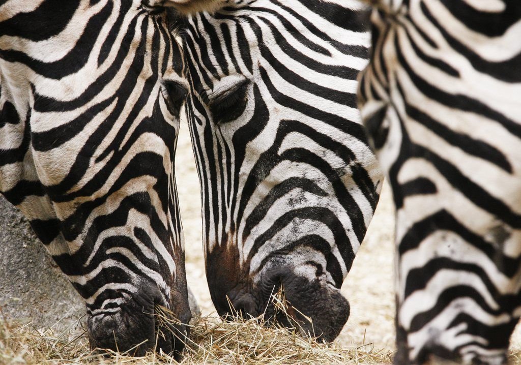 Zebras begegnen sich beim Fressen am Dienstag, 8. Juli 2008, im Zuercher Zoo.   (KEYSTONE/Steffen Schmidt)

Zebras eat at their enclosure in the zoo of Zurich, Switzerland, Thursday, July 8, 2008. (KEYSTONE/Steffen Schmidt)