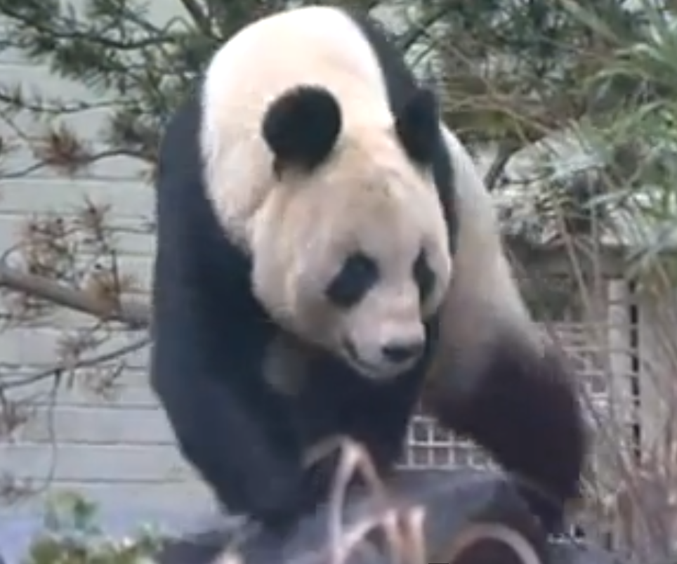 La Grande-Bretagne a accumulé les mauvaises nouvelles sur le front animalier. Elle a annoncé mardi la noyade d'un bébé tigre au zoo de Londres et la fausse-couche du panda géant Tian Toan (photo) à celui d'Edimbourgh.