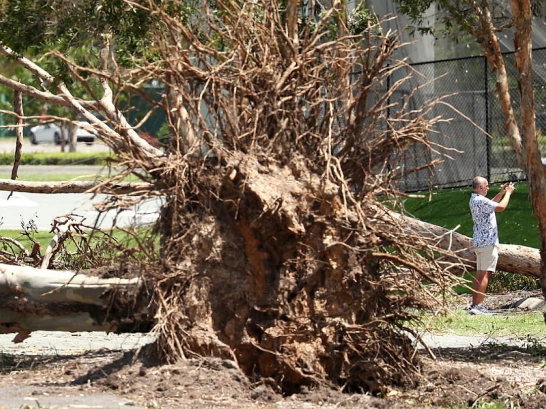 La tempête a ravagé la Gold Coast, ici un arbre arraché dans l'État du Queensland, en Australie.