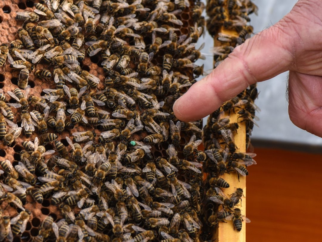 CitizenBees installe et gère des ruches dans des entreprises, collectivités, écoles ou foyers, afin de produire un miel ultra-local.