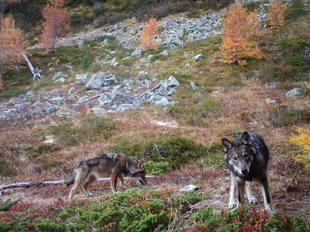 Au total, le canton des Grisons souhaite abattre jusqu'à 27 loups. Ici, 2 loups d'une meute haut-valaisanne, pris par un piège photographique du groupe Wolf Suisse en novembre 2016.