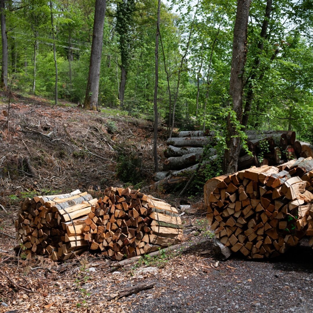 Les forêts neuchâteloises regorgent de matière première prête à être utilisée.