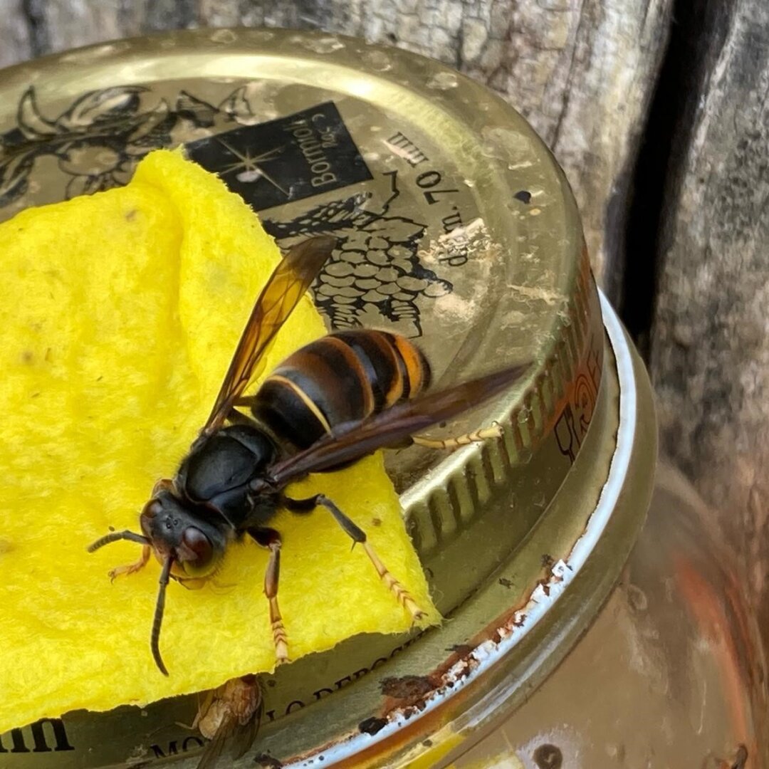 Un frelon asiatique sur un piège, l'an dernier à Val-de-Travers.