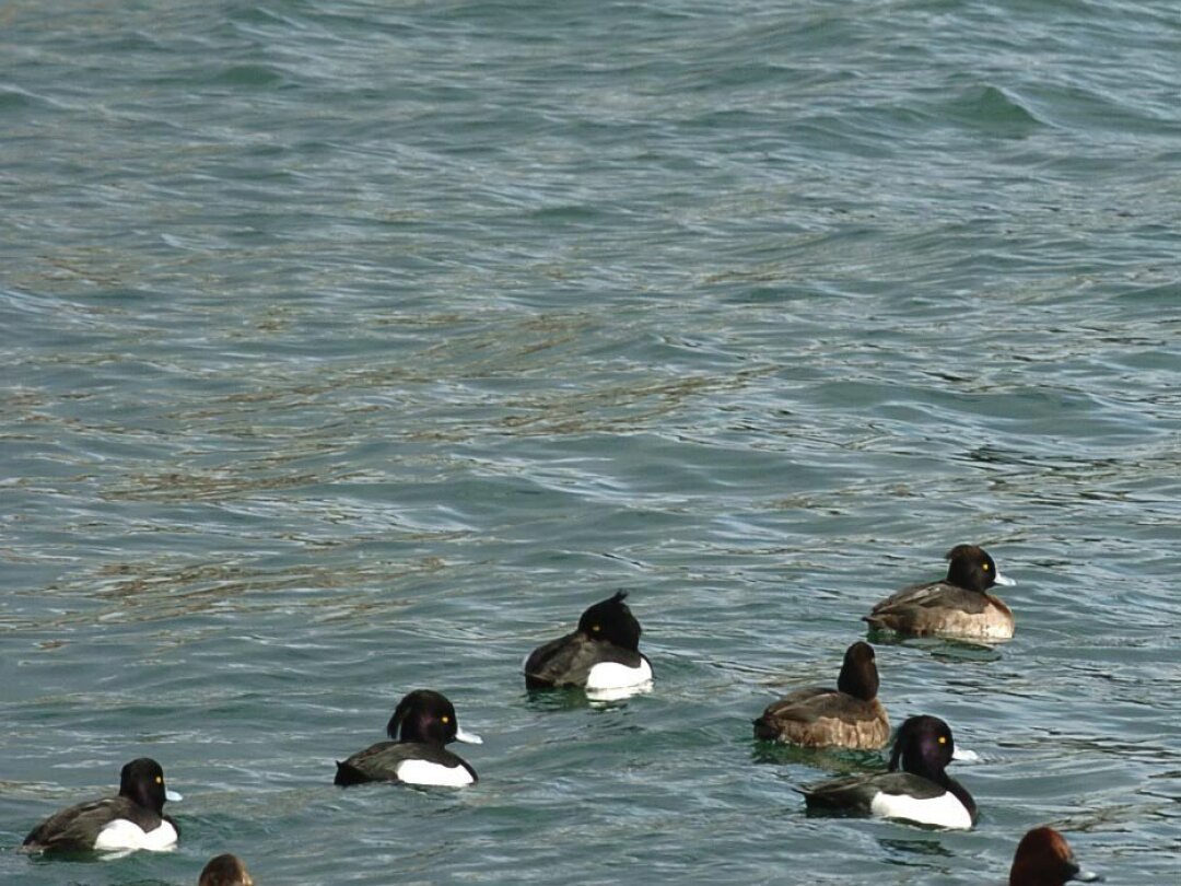Les oiseaux d'eau ne sont pas descendus jusqu'au lac de Neuchâtel cet hiver.