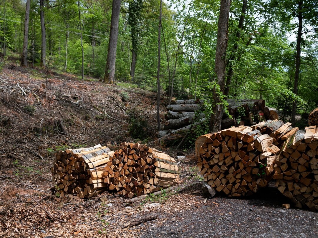 Les forêts neuchâteloises regorgent de matière première prête à être utilisée.