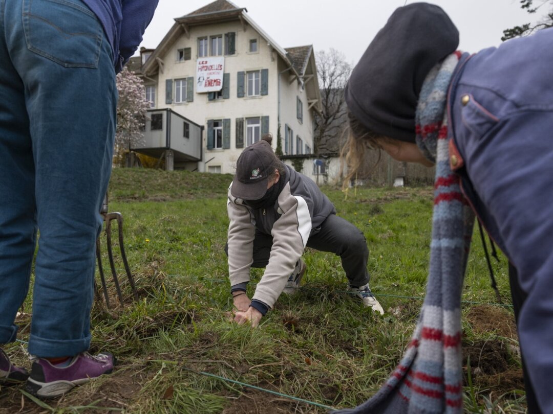 Préparation du terrain pour planter des pommes de terre par des membres du collectif des Hirondelles devant la maison qu'ils occupent à Boudry.