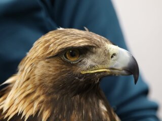 L'aigle sauvé est une femelle âgée de 10 ans environ. L'oiseau a été relâché en bonne santé dans la région de Port-Valais.