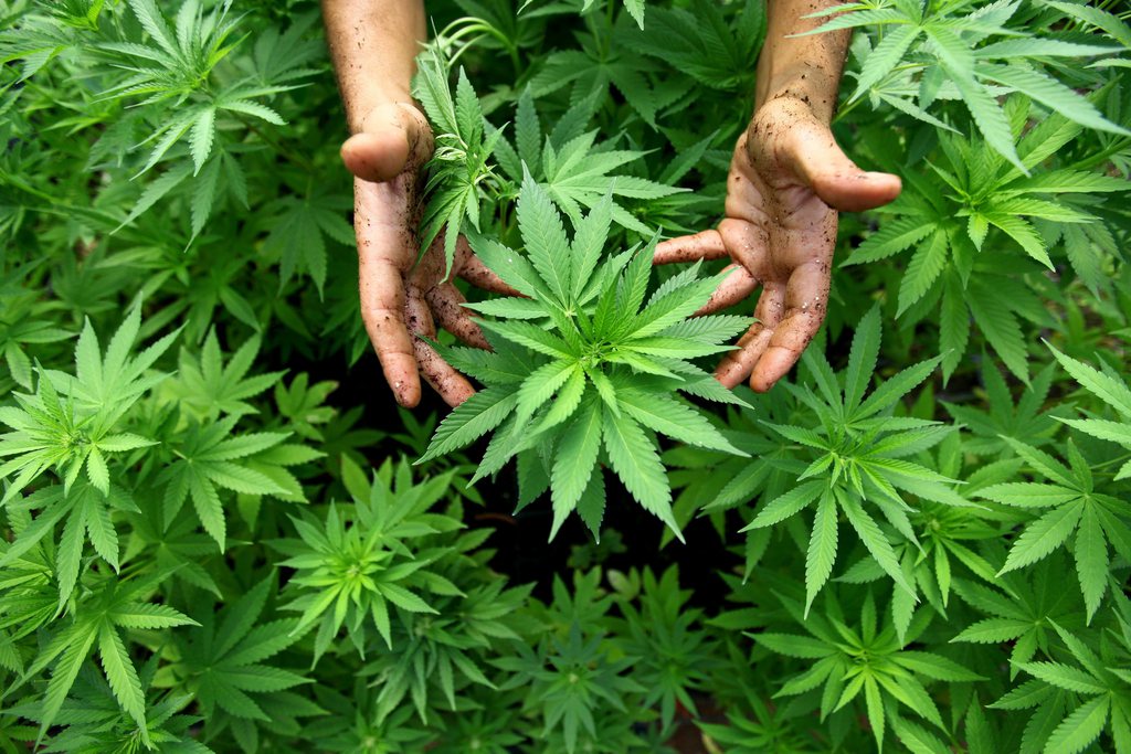 La consommation de cannabis à des fins médicales est déjà légale et réglementée dans 19 Etats américains.