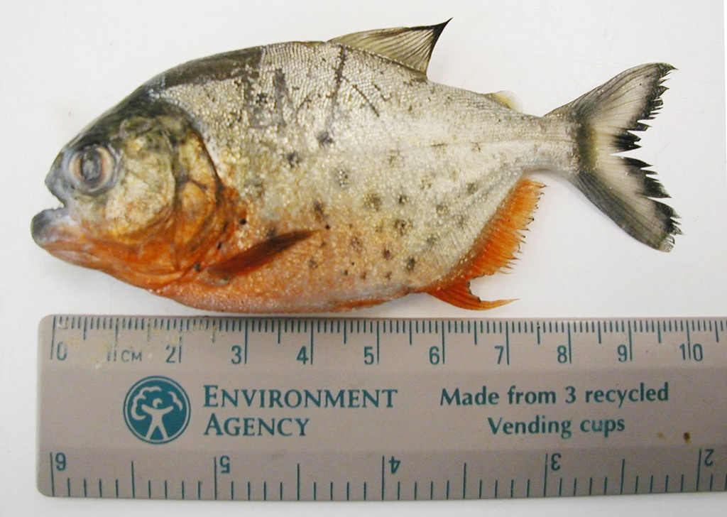 This Red Bellied Piranha was found on the River Thames, London, according to the Environment Agency  in London, Thursday Feb. 19, 2004.  The 10cm fish with razor sharp teeth is believed to have been dropped on to the deck of a boat by a seagull. Piranha are the world's most ferocious freshwater fish and will attack any creature in the water whatever its size - including humans. (AP Photo/Environment Agency)