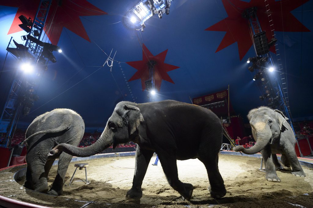 Trois elephants marchent lors de l'entrainement sous chapiteau pendant la matinee des elephants du cirque Knie ce samedi 28 septembre 2013 a Lausanne. Plus de 800 personnes ont suivi la repetition effectuee par Franco Knie Junior avec les elephants Dehli, MaPalaj et Ceylon, le public a ensuite pu les nourir. Le cirque Knie est a Lausanne jusqu'au 9 octobre.(KEYSTONE/Laurent Gillieron)