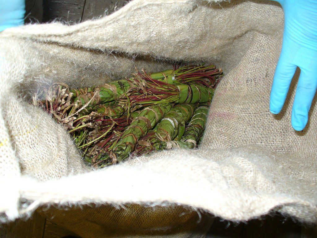 Mâchées, les feuilles de khat procurent un effet comparables à celui des amphétamines.