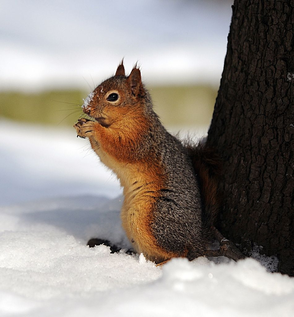 Comme l'écureuil, de nombreux mammifères font des réserves avant l'hiver.