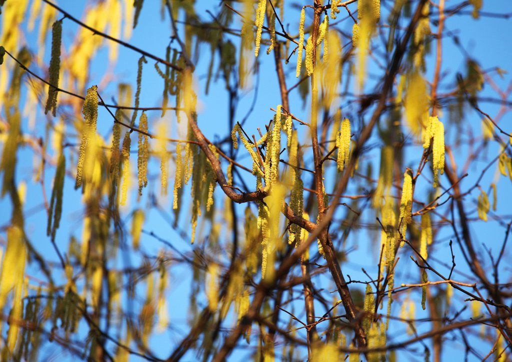 Du pollen pend des branches d'un noisetier.