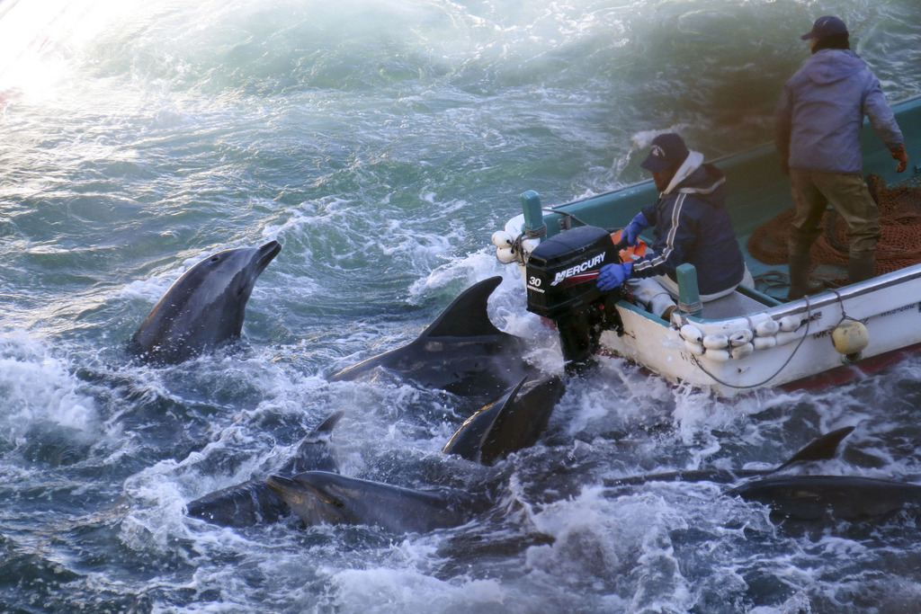 In this Saturday, Jan. 18, 2014 photo provided by Sea Shepherd Conservation Society on Tuesday, Jan. 21, 2014, fishermen on boats go over bottlenose dolphins in Taiji, western Japan. Japanese fishermen have finished killing about 40 dolphins targeted for their meat as part of a larger group trapped recently in what activists say was the biggest roundup they have witnessed in the last four annual hunts. Sea Shepherd, best known for its anti-whaling activities, said that of roughly 250 captured dolphins, the fishermen first selected 52 to keep alive for sale to aquariums and other customers. They included a rare albino calf and its mother. (AP Photo/Sea Shepherd Conservation Society) NO SALES