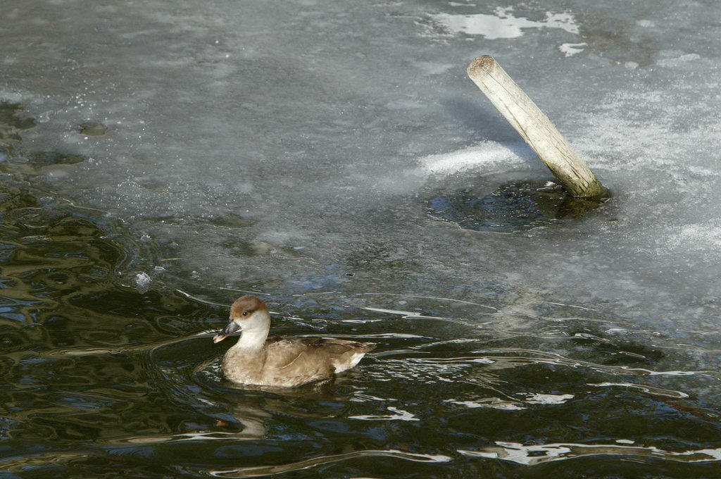 Les canards venus du nord ne sont pas très nombreux cet hiver. Les températures clémentes ne les ont pas poussés vers le sud.