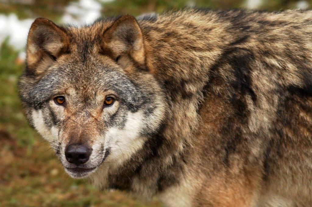 Des analyses génétiques ont prouvé qu'il s'agissait d'un loup de la lignée italienne.