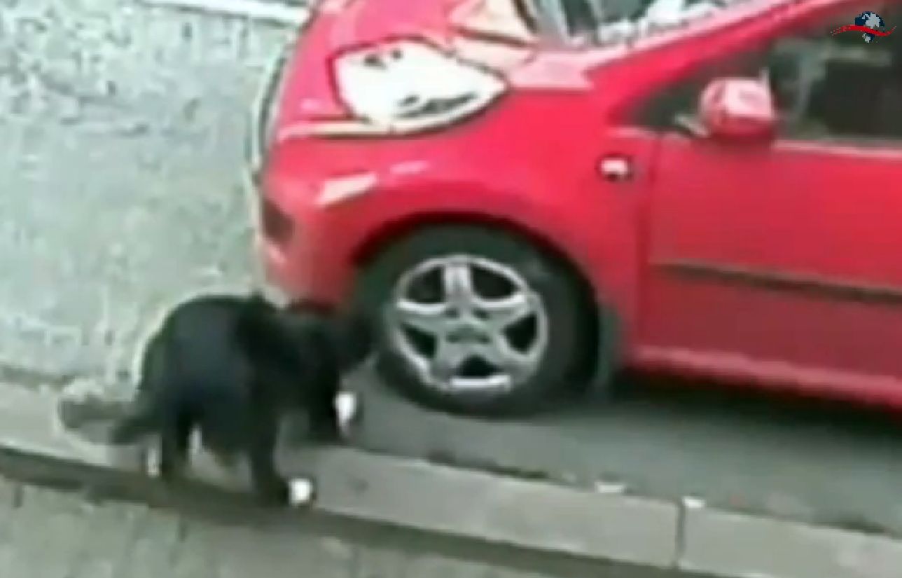 Et le coupable est... Jess, le Border Collie, qui a visiblement plusieurs dents contre les pneus de voiture.