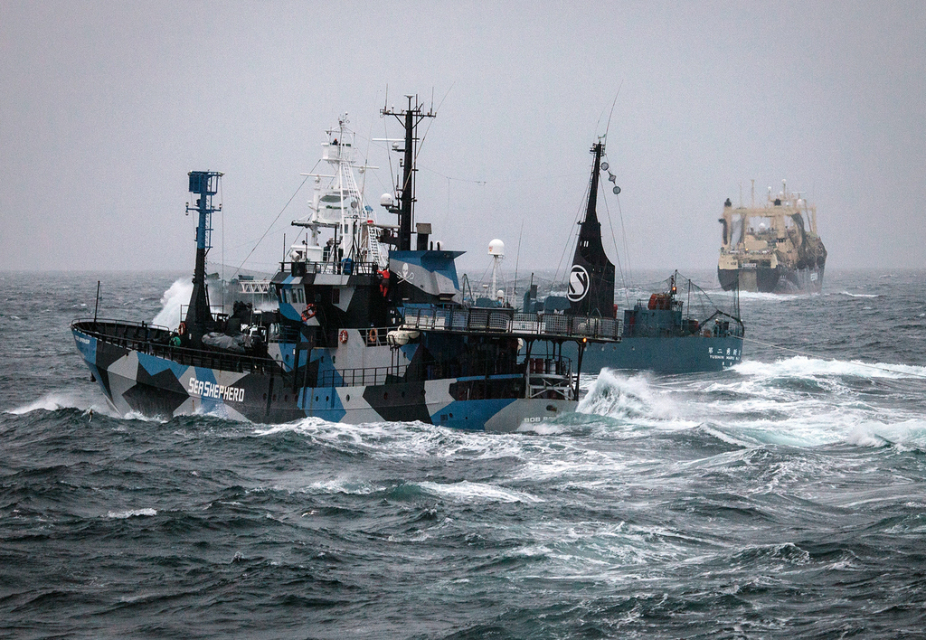L'organisation écologique Sea Shepherd a affirmé dimanche avoir sauvé 750 baleines des harponneurs japonais lors de sa campagne annuelle dans l'Océan Austral. 