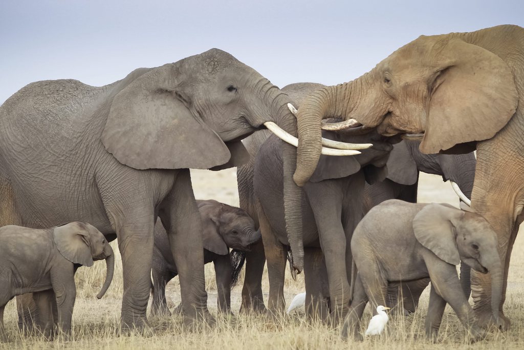 Le braconnage des éléphants a explosé ces dernières années en Afrique.