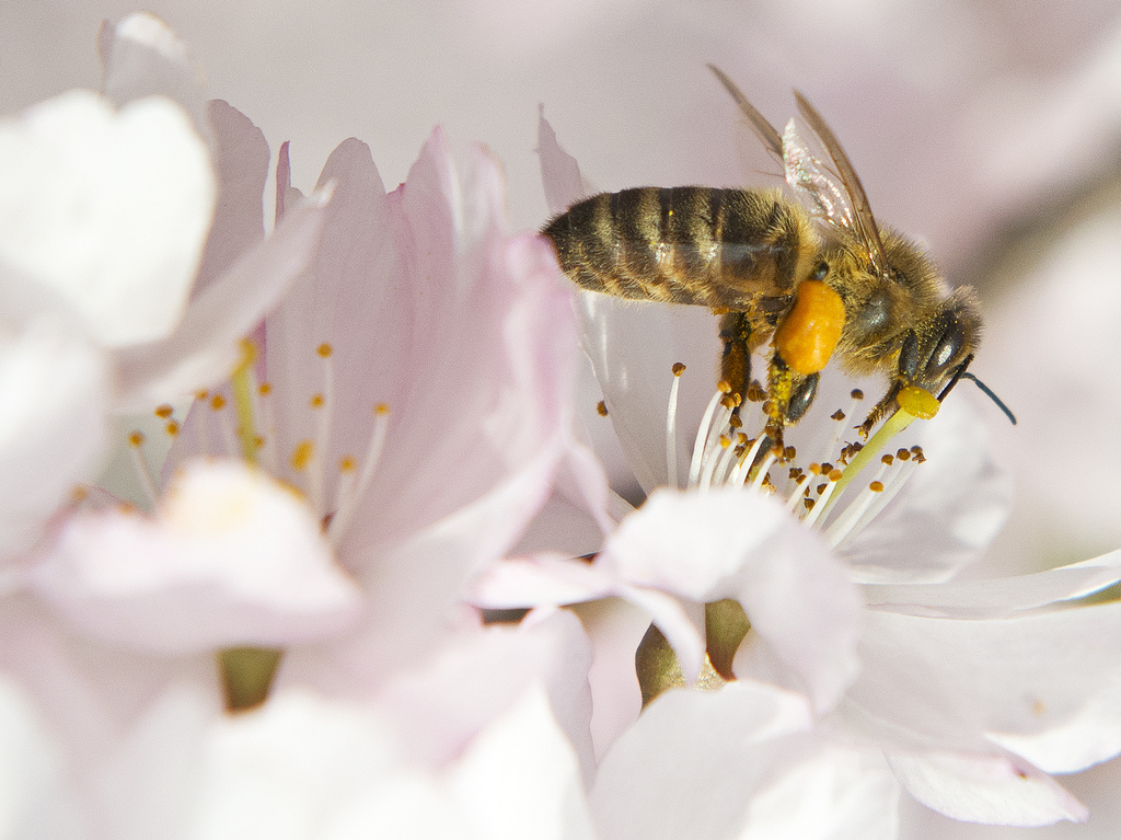 Un moratoire a notamment été mis en place sur certains pesticides mortels pour les abeilles.