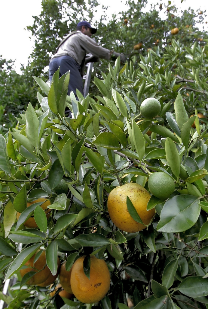 FILE- In this July 14, 2006 file photo, with ripe Valencia oranges waiting to be picked as Juan Tinajero climbs a ladder in Arcadia, Fla. The U.S. Dept. of Agriculture released its citrus production forecast Wednesday, April 9, 2014. The forecast this year?s Florida orange crop is approaching the fruit?s lowest crop total in 24 years. (AP Photo/Chris O'Meara, File)