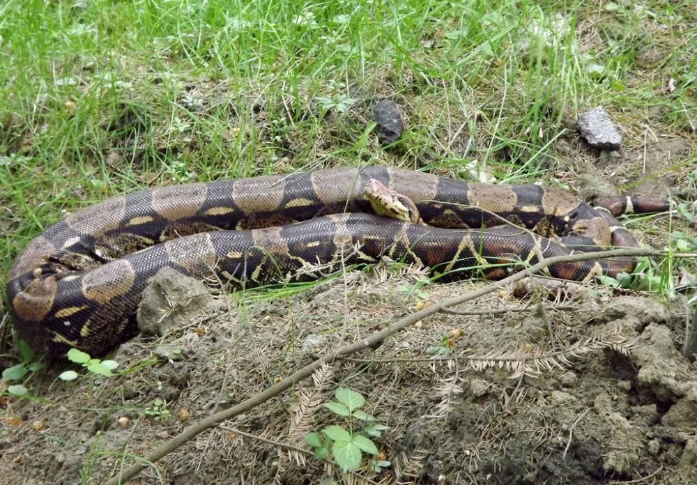 Le python birman de 5 mètres a finalement lâché prise et s'est enfui.
(photo d'illustration)