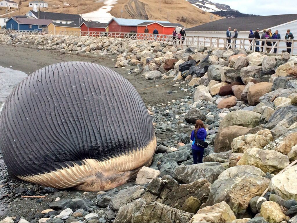 This image provided by NTV News via The Canadian Press shows a rotting blue whale carcass sitting on the shore in Trout River, Canada, Sunday, April 27, 2014. (AP Photo/NTV News via The Canadian Press, Don Bradshaw) NO ARCHIVES NO SALES MANDATORY CREDIT