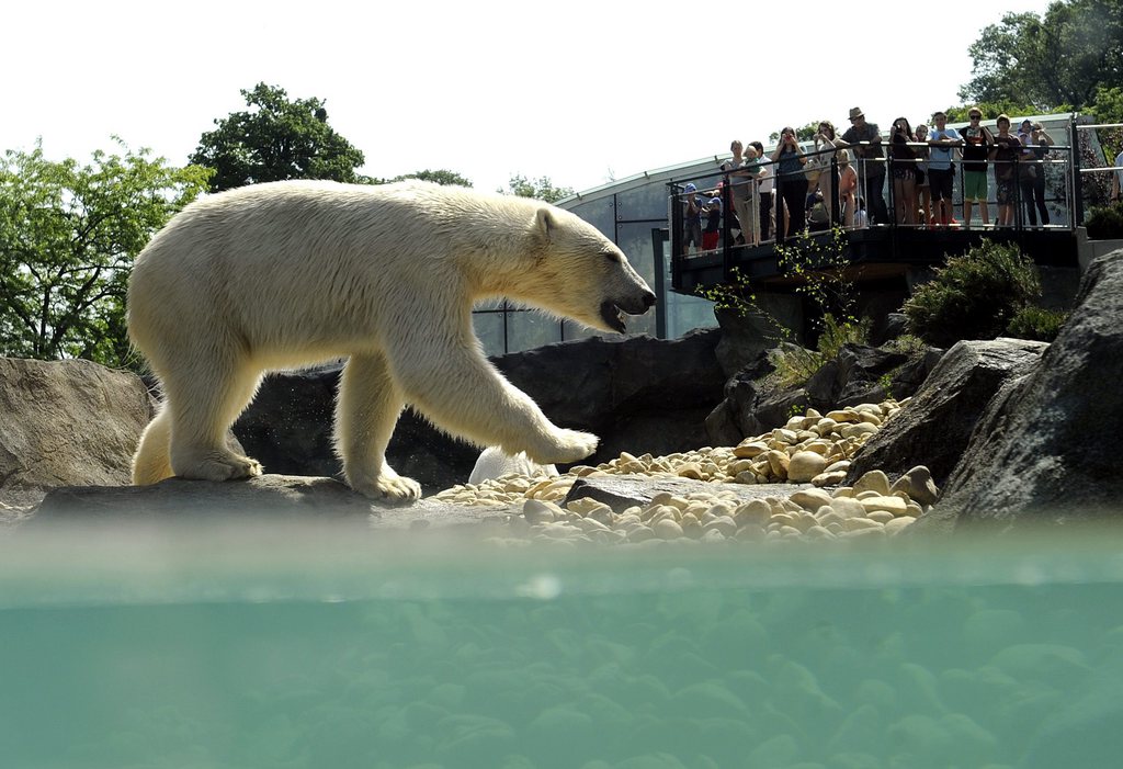 Les ourses polaires du zoo de Vienne, en Autriche, disposent d'un tout nouvel enclos et, apparemment, d'un tout nouveau menu.
