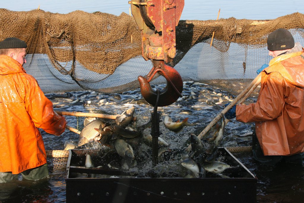 La production aquacole mondiale a affiché un record de plus de 90 millions de tonnes en 2012.
