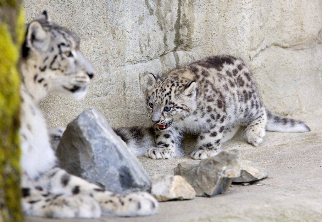 Deux léopards des neiges sont nés dans la nuit de vendredi à samedi au zoo de Zurich. C'est la première fois que leur mère Dshamilja ici en 2008 avec Indeever fait naître des jumeaux. 