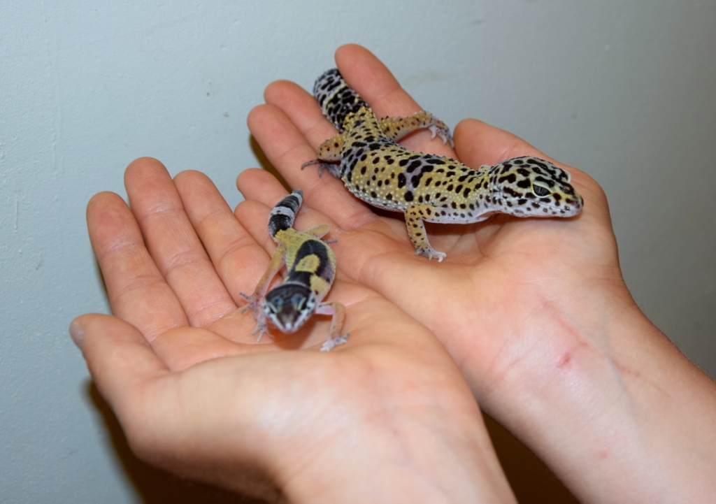 Un jeune gecko a été retrouvé au Pappiliorama.