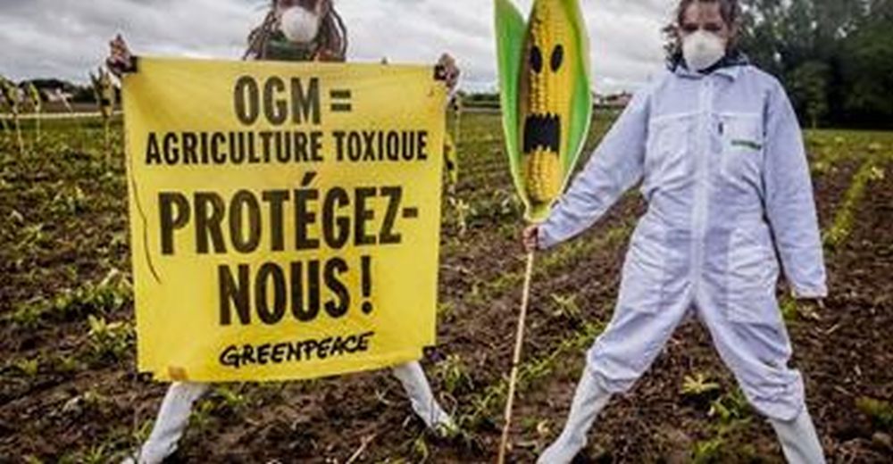 Plusieurs dizaines de faucheurs volontaires et des militants de Greepeace emmenés par le député européen José Bové ont arraché vendredi des plants de maïs transgénique dans un champ en Haute-Garonne.