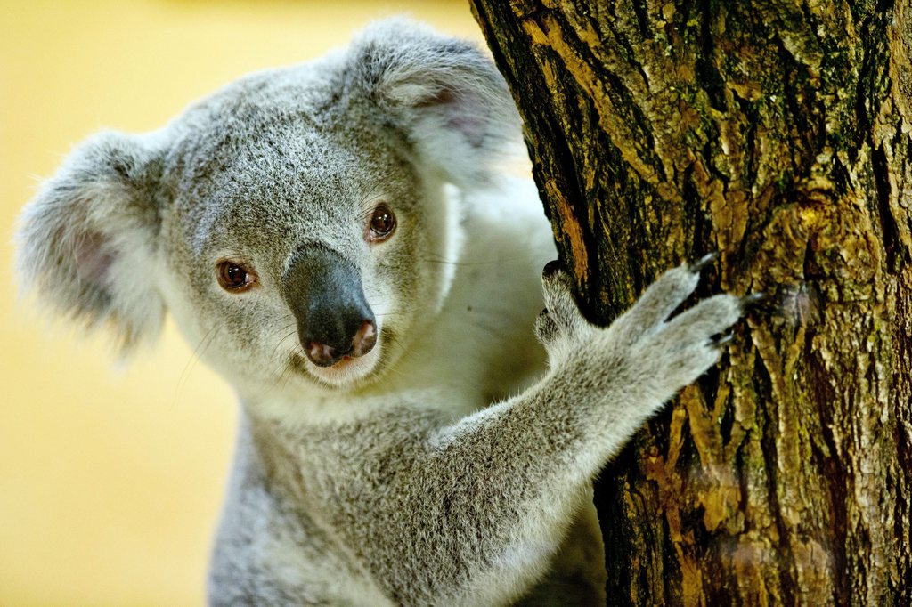 epa03960965 Male koala Iraga smiles for the camera as he sits  in among eukalyptus leaves on a trunk in its enclosure at the zoo in Dresden, Germany, 22 November 2013. Two of the rare koalas arrived at the zoo in Dresden after a six hour drive from the zoo in Duisburg.  EPA/Sebastian Kahnert