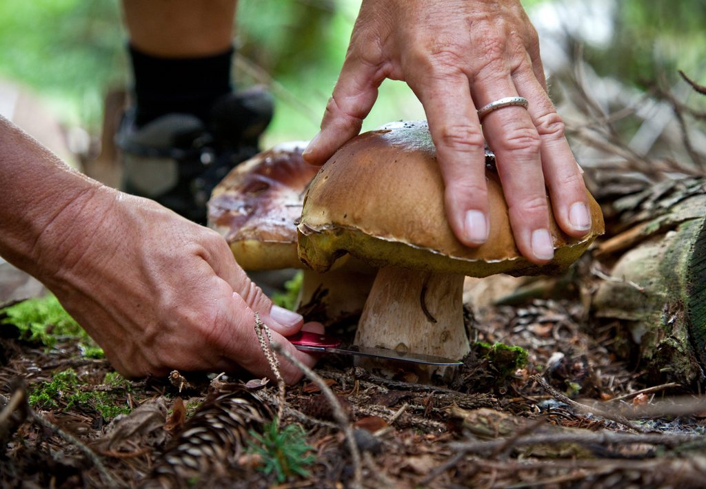 La cueillette de certains champignons est limitée aux Grisons à deux kilos par jour.