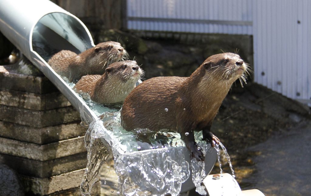 River otters hit the waterslide one after the other at Ichikawa Zoological and Botanical Garden in Ichikawa, east of Tokyo, Wednesday, July 30, 2014. Playful otters spend their time swimming and playing in the waterslide that was built two years ago in commemoration of the 25th anniversary of the zoo for the mammals to beat the summer heat. (AP Photo/Koji Ueda