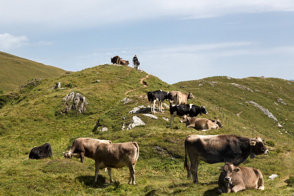 Les vaches protègent leur veau par tous les moyens, quitte à attaquer les randonneurs ou les bergers qui s'occupent d'elles (illustration).