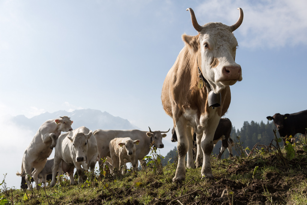 En Suisse, il ne reste plus qu'une vache sur dix avec des cornes. Sécurité et rentabilité obligent...