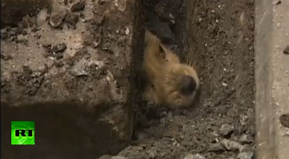 Encore quelques minutes de patience et le chiot pourra à nouveau respirer l'air libre.