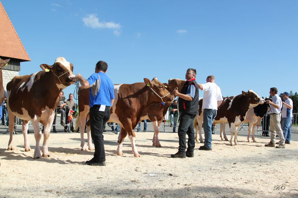 10e Marché-Concours de taureaux à Saignelégier.
